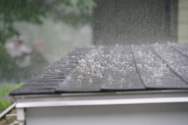 Best Roof Moss and Algae Removal  in Machesney Park, IL
